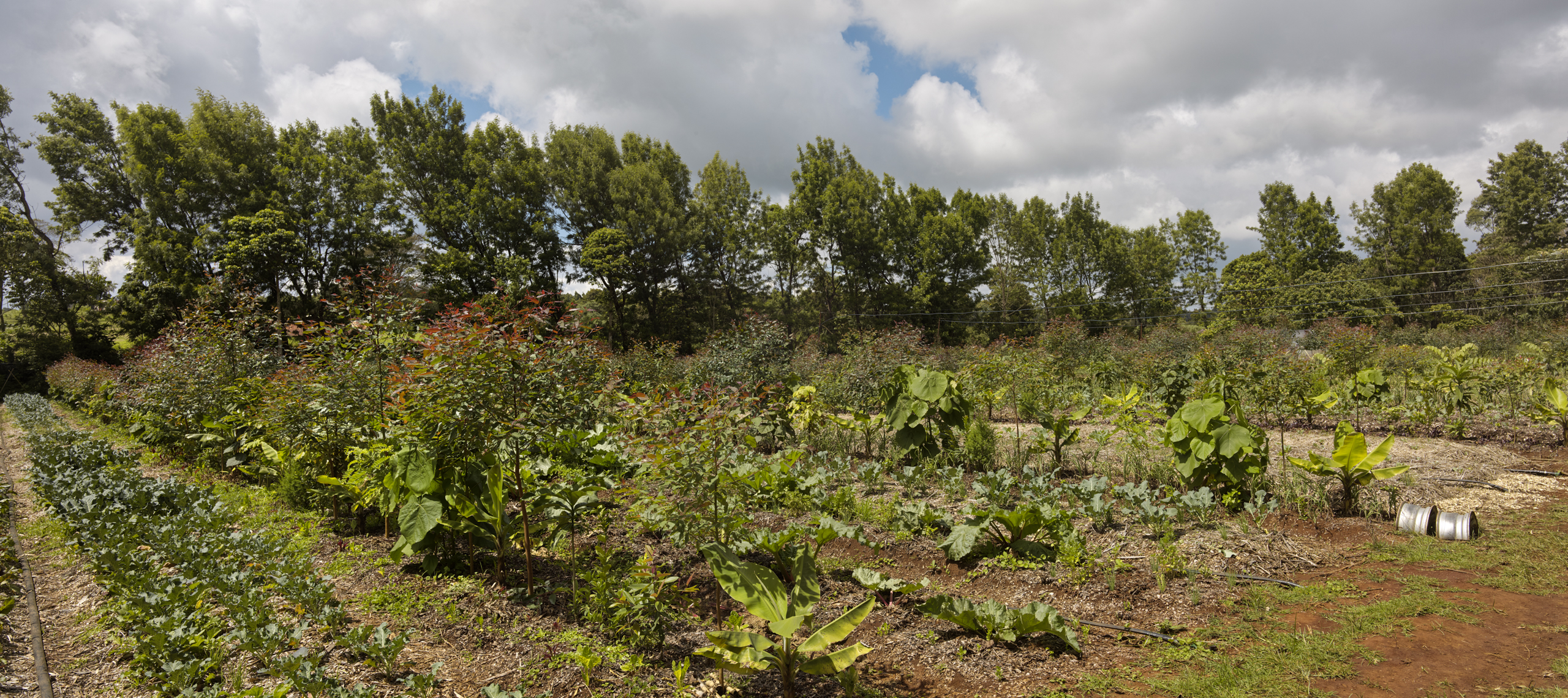 developed in brazil, syntropic agroforestry is perfect for implementing in Africa