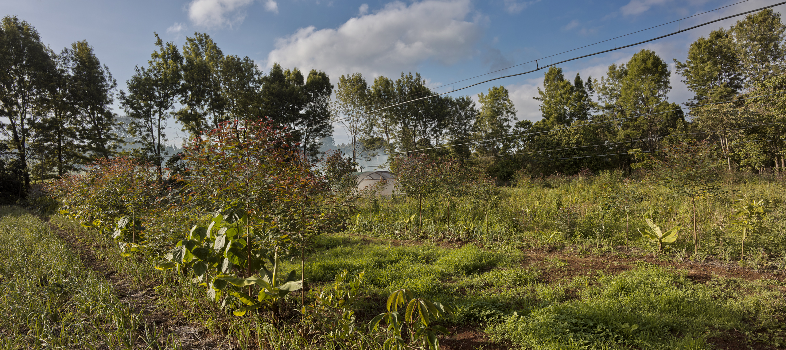 Syntropic agroforestry can be for smallholder farmers in kenya to start, scalling up large scale