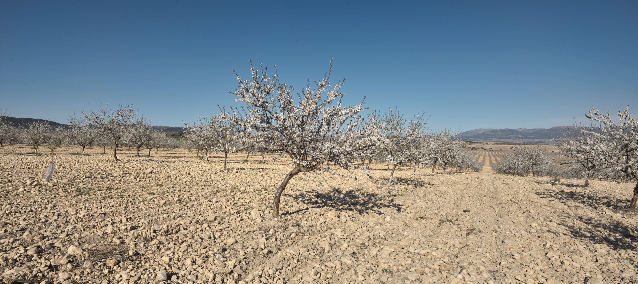 part of the story on regenerative agriculture in spain