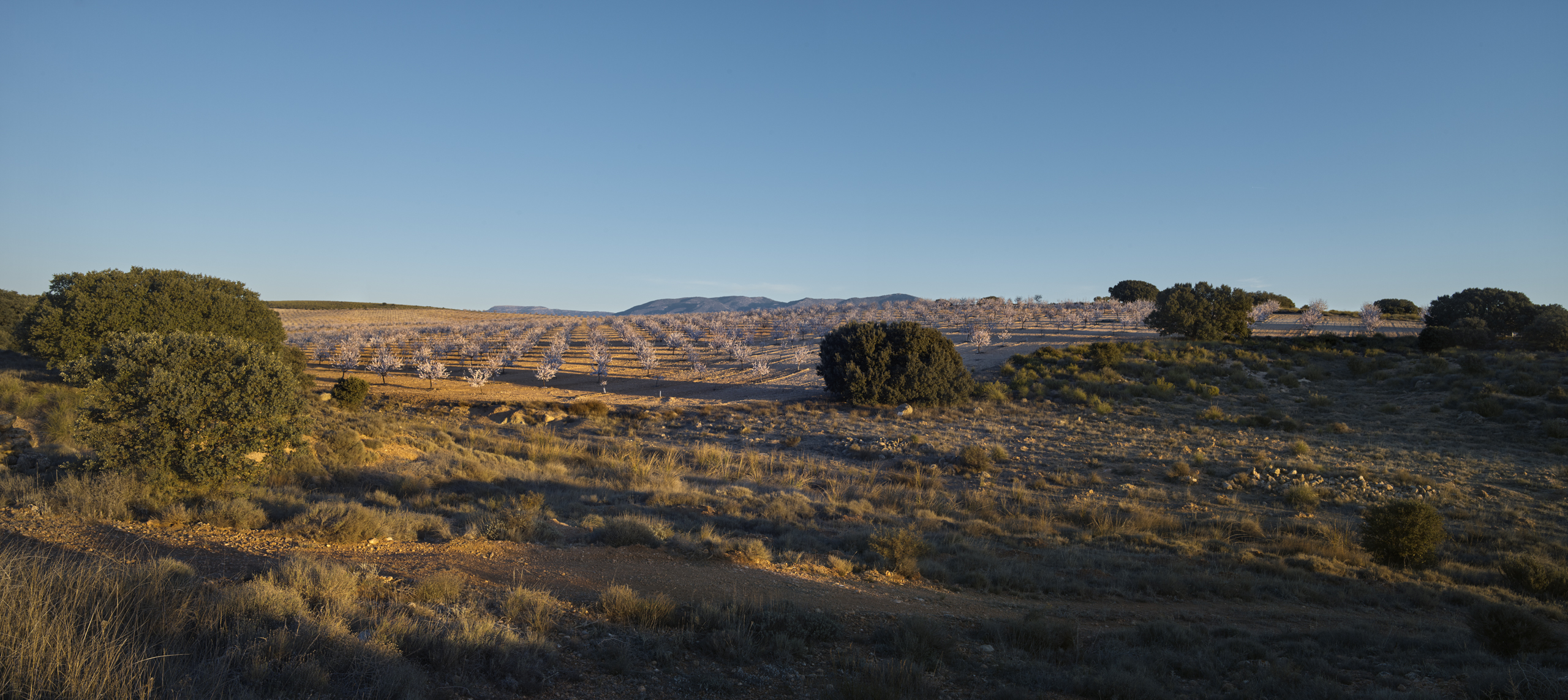here ancient grains, almonds, wine, pistachios and vegetables are produced