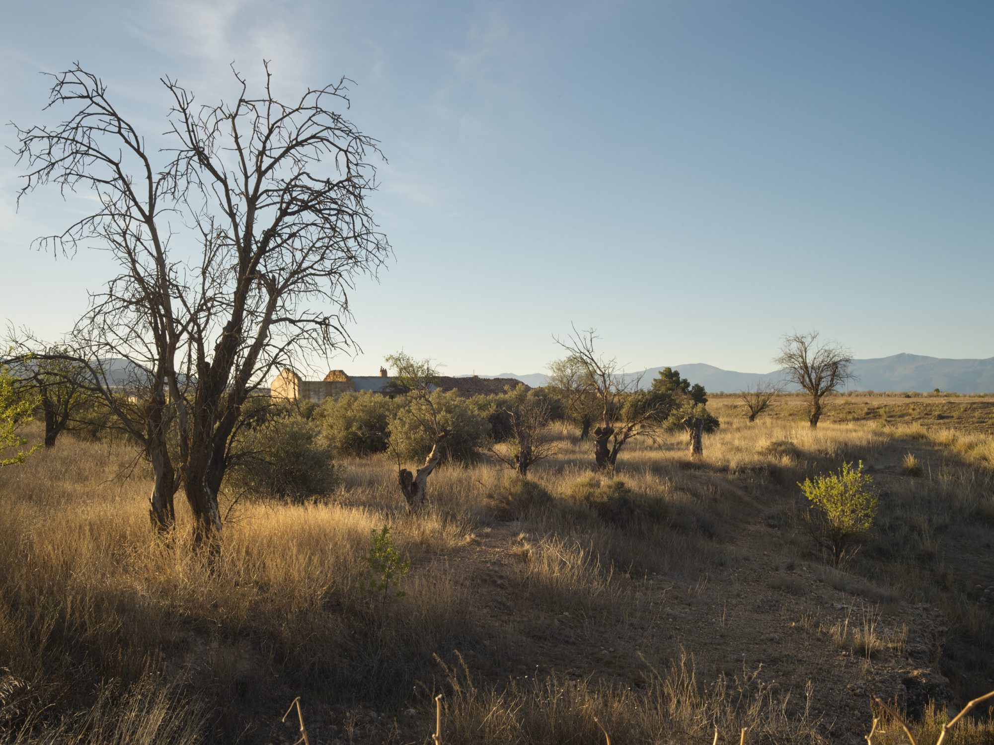 Cortijo Torre Guajar: the Martínez Raya family farm.