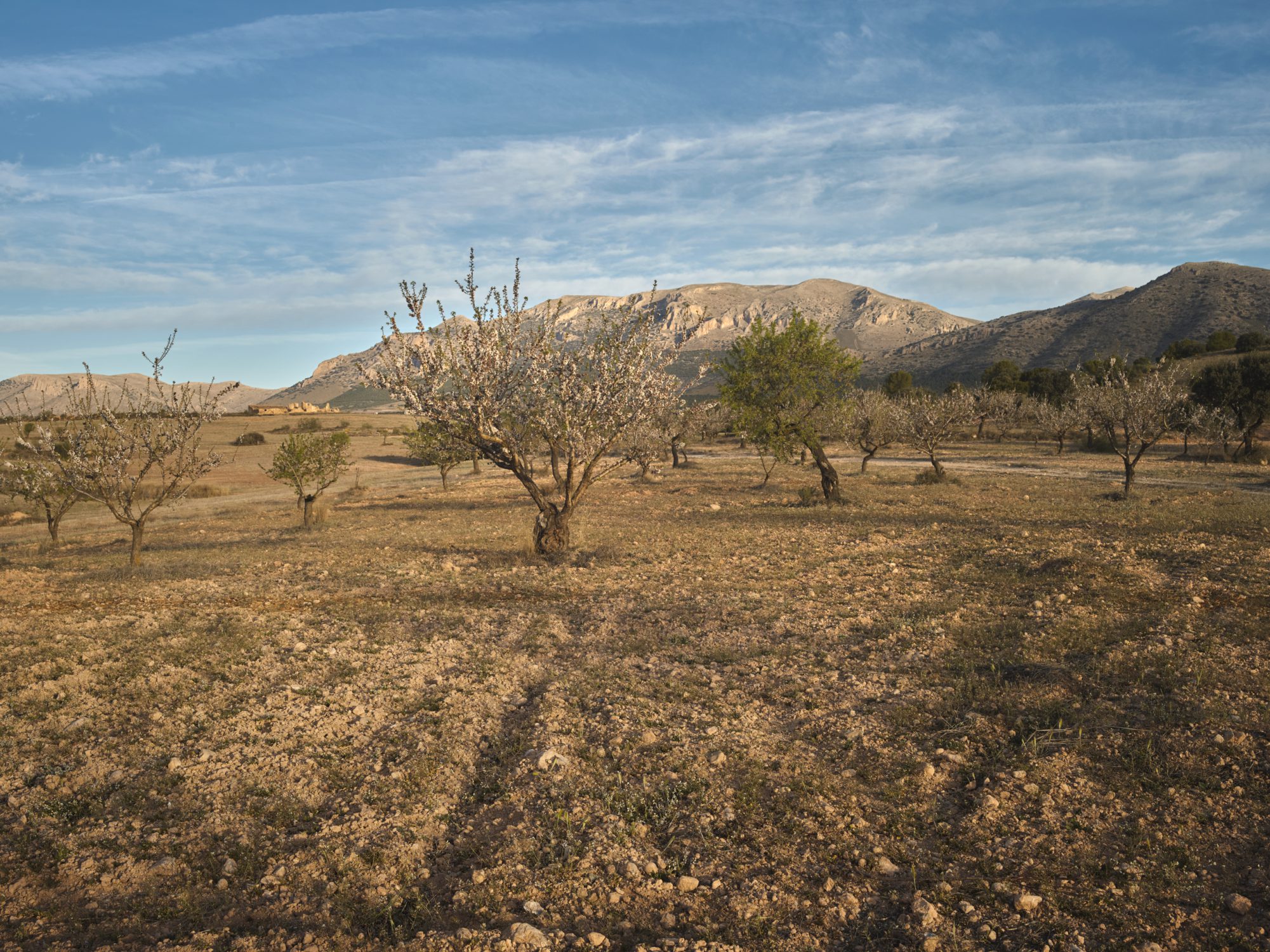 landscape regenerative agriculture in spain