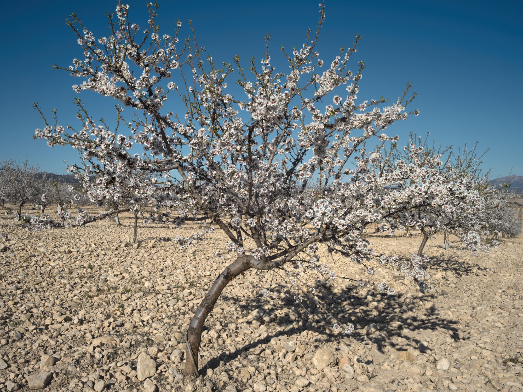 almond tree blossom