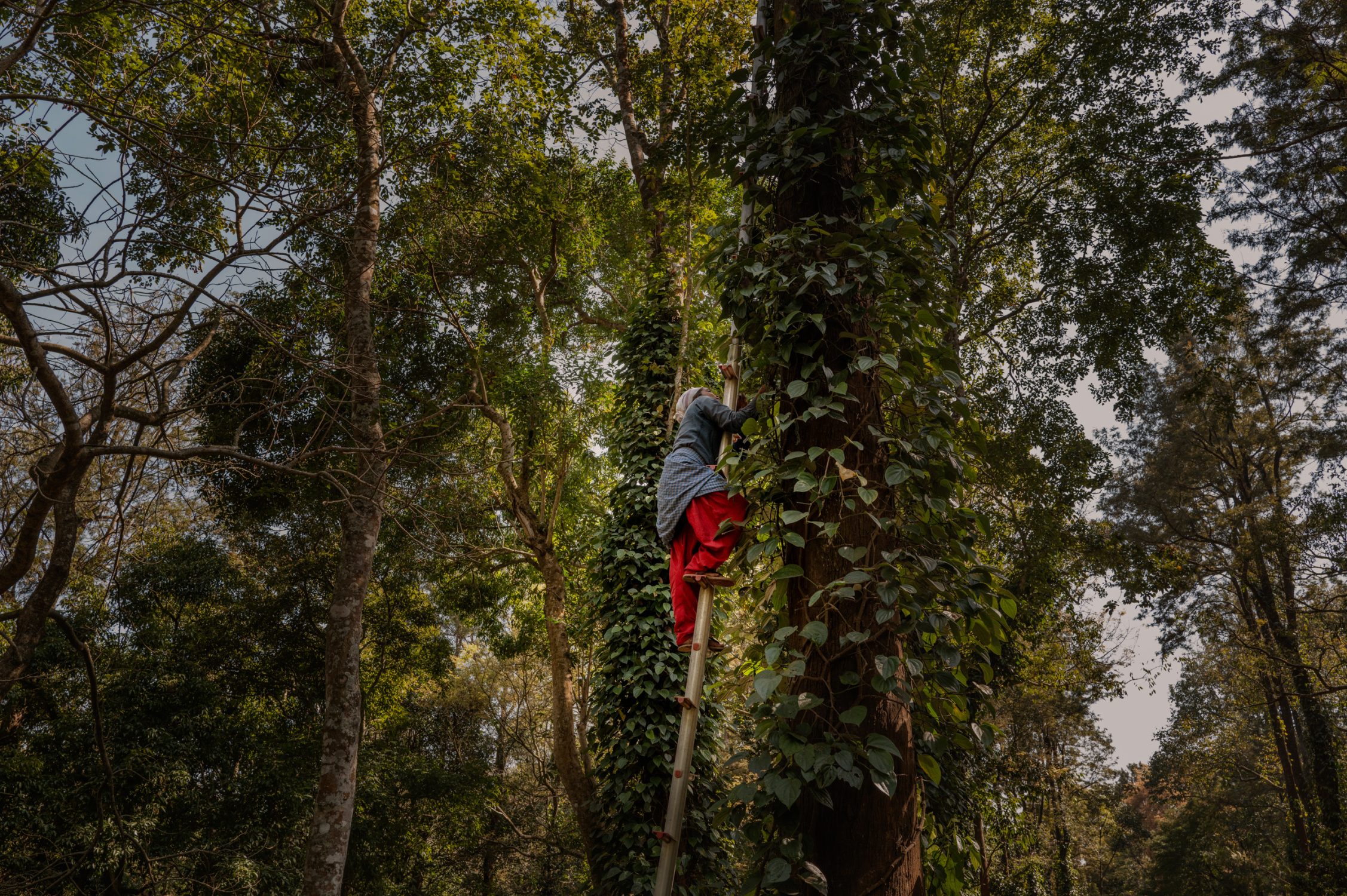 regenerative farming harvesting organic pepper in India araku valley