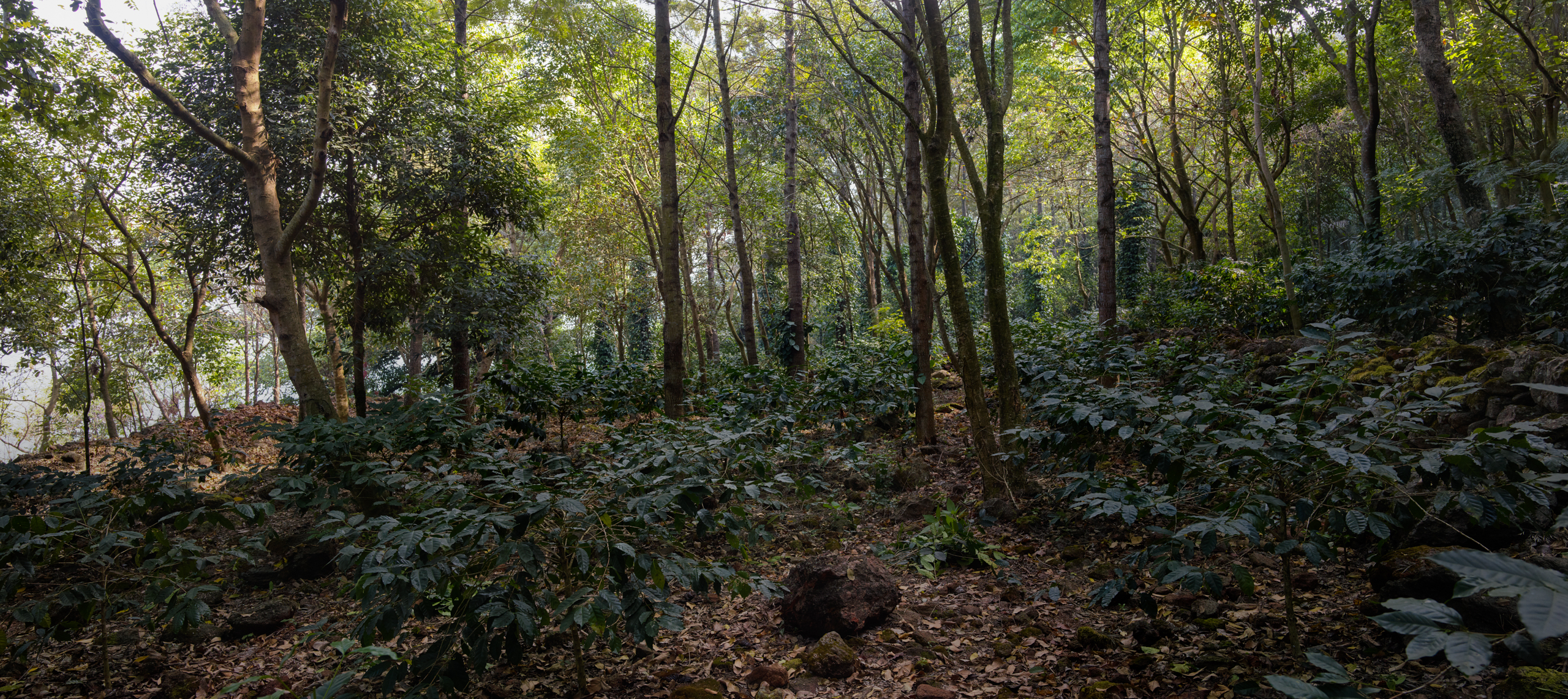 regenerative farming in india story by photographer Ruud Sies