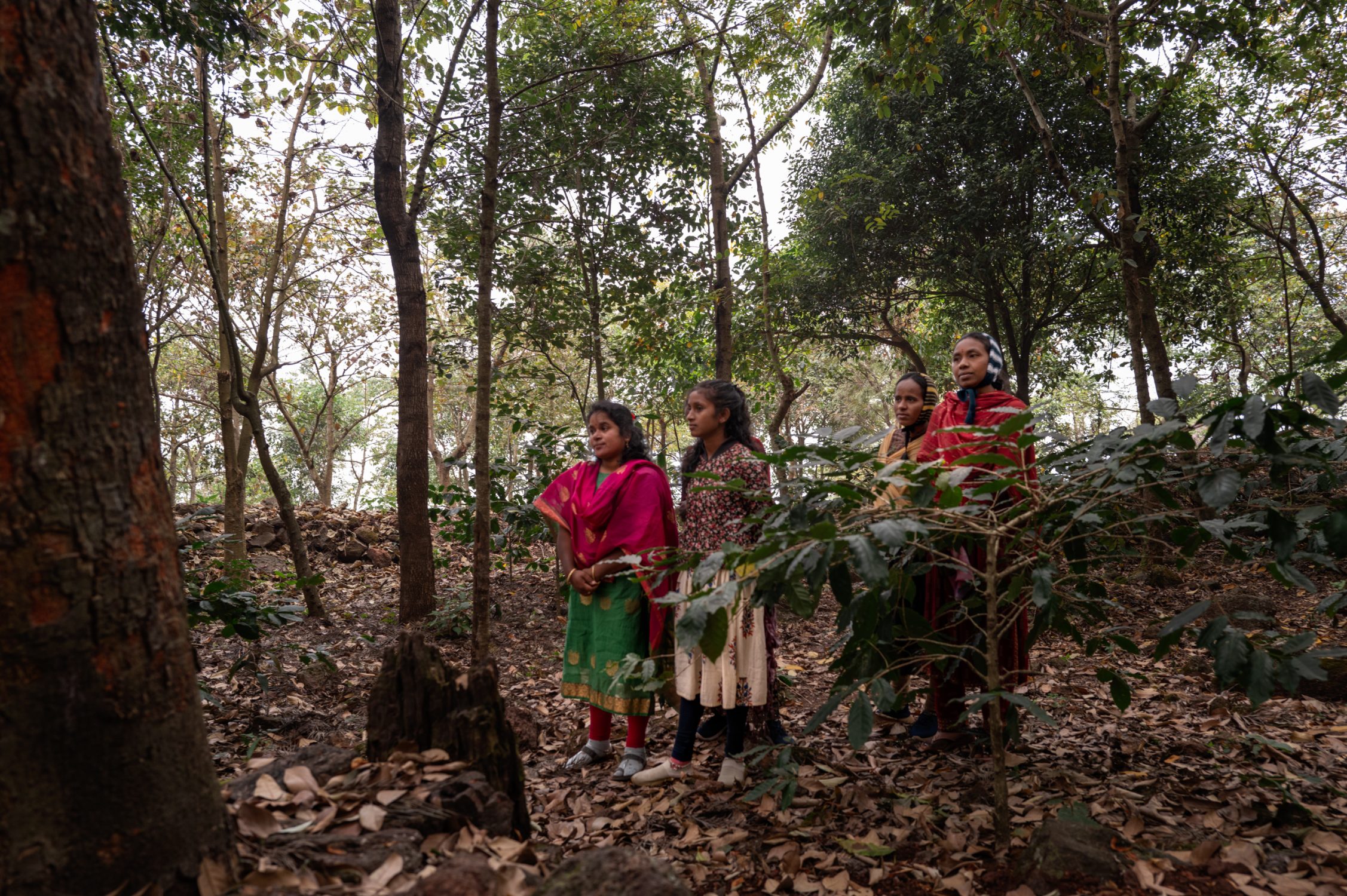 creating a food forest in india