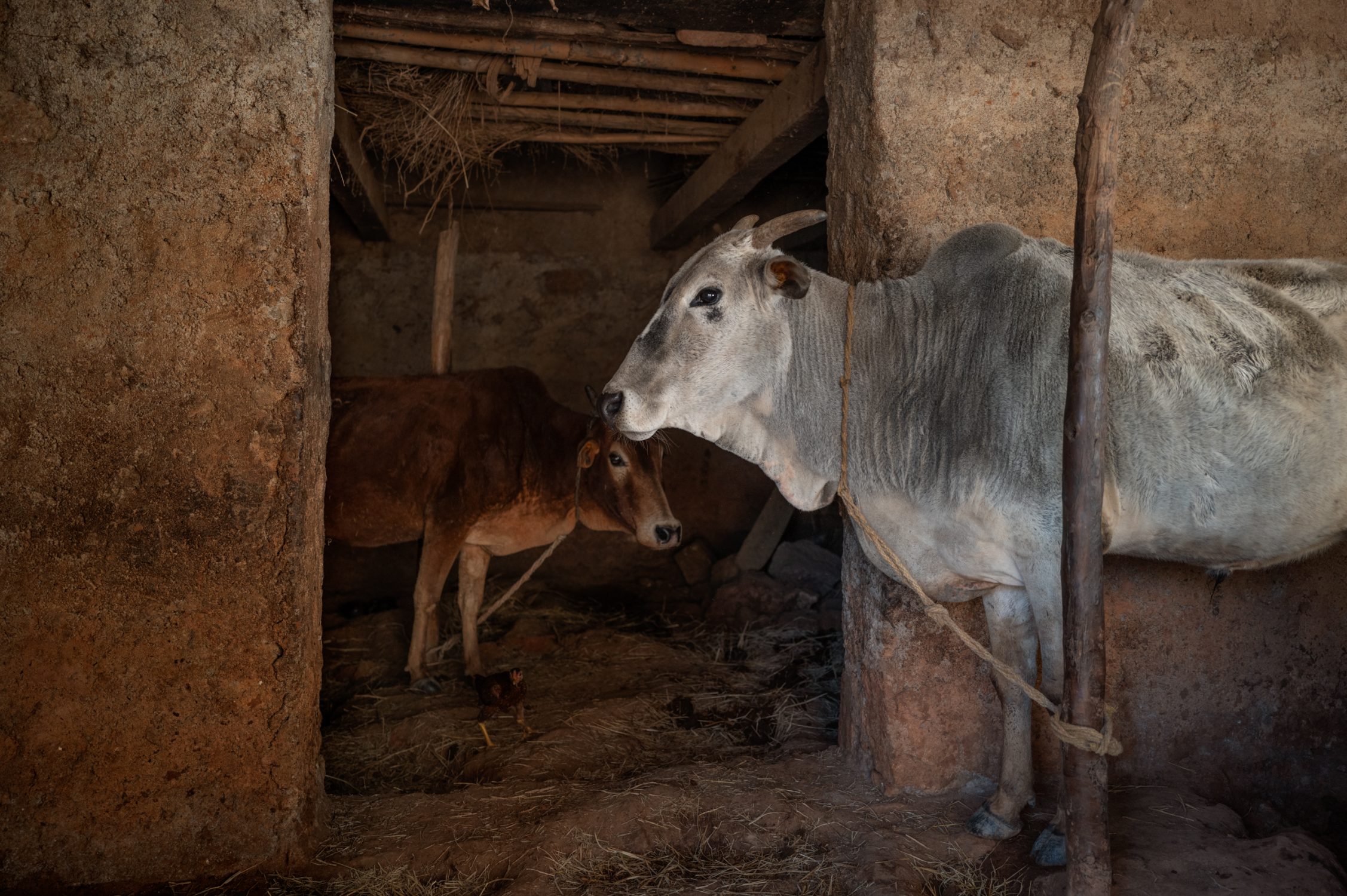 godhuli when the cows come home