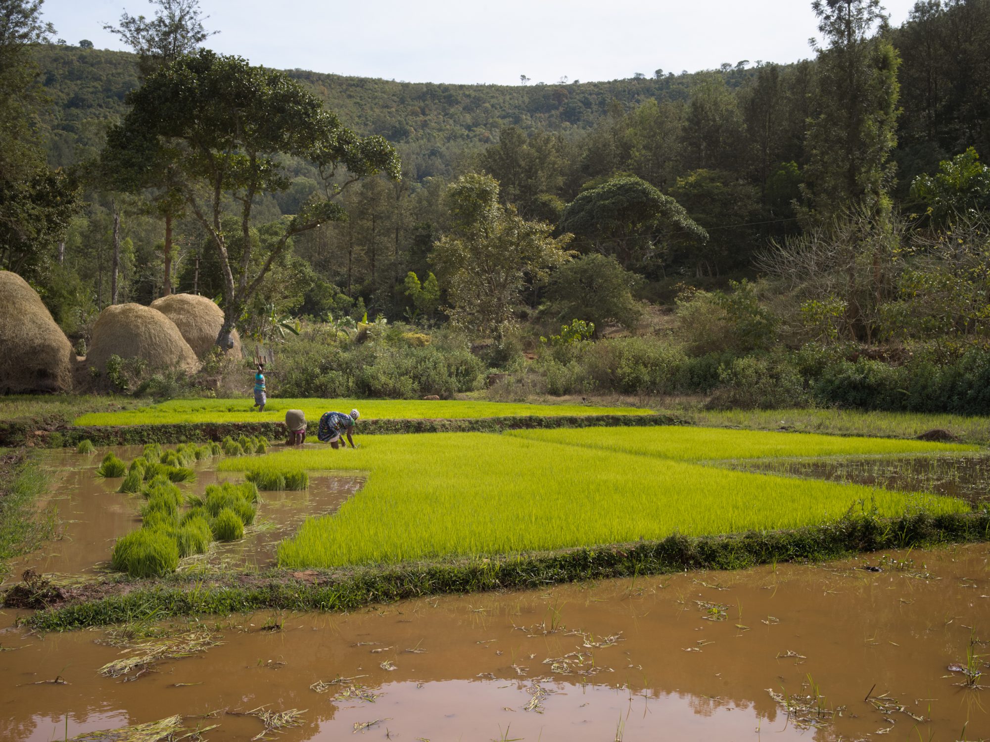 regenerative farming a story at resilience food stories longterm documentary by Ruud Sies
