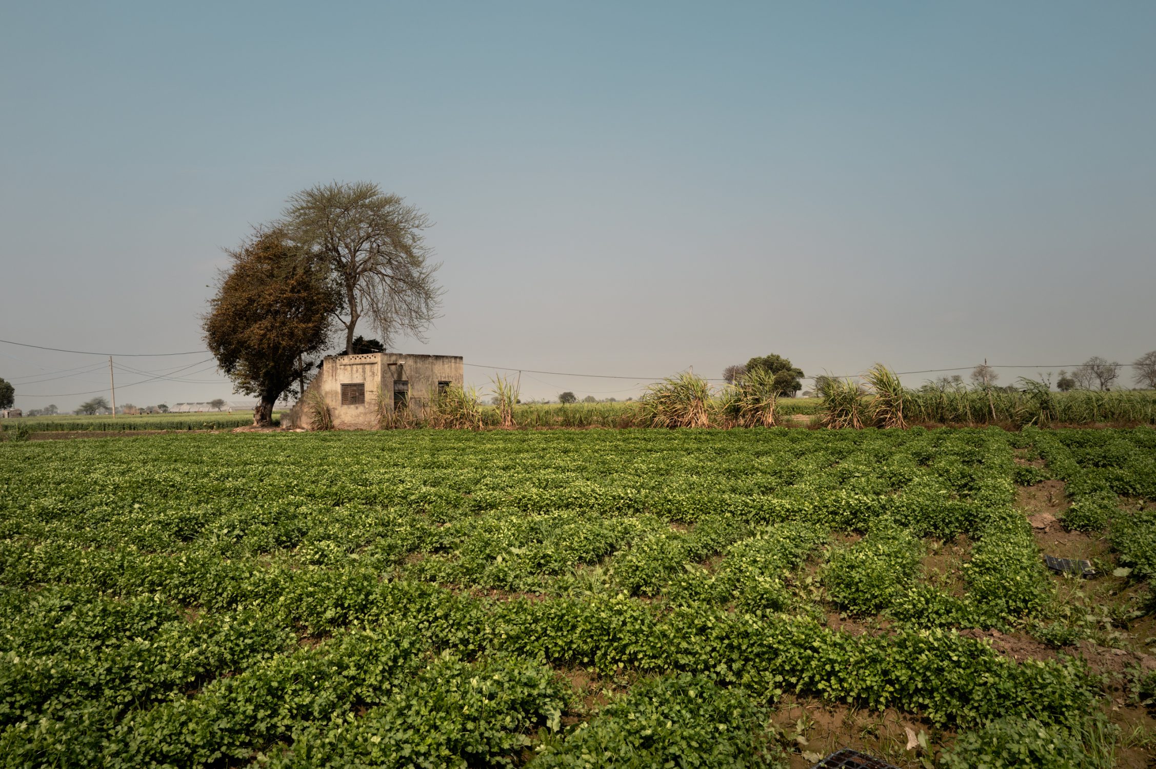 regenerative agriculture India urban farming new dehli