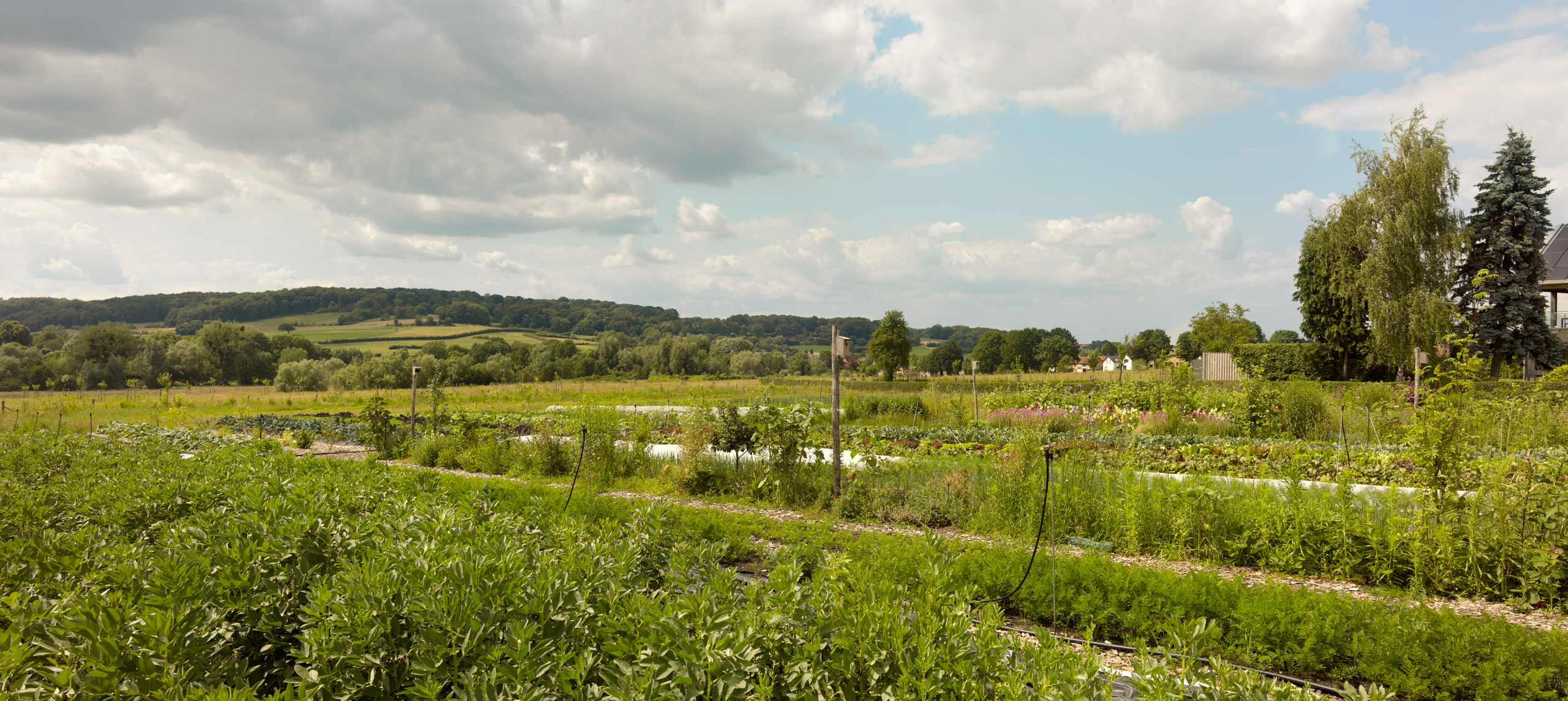 Lenteland regenerative farm 't Sierveld Mechelen the Netherlands