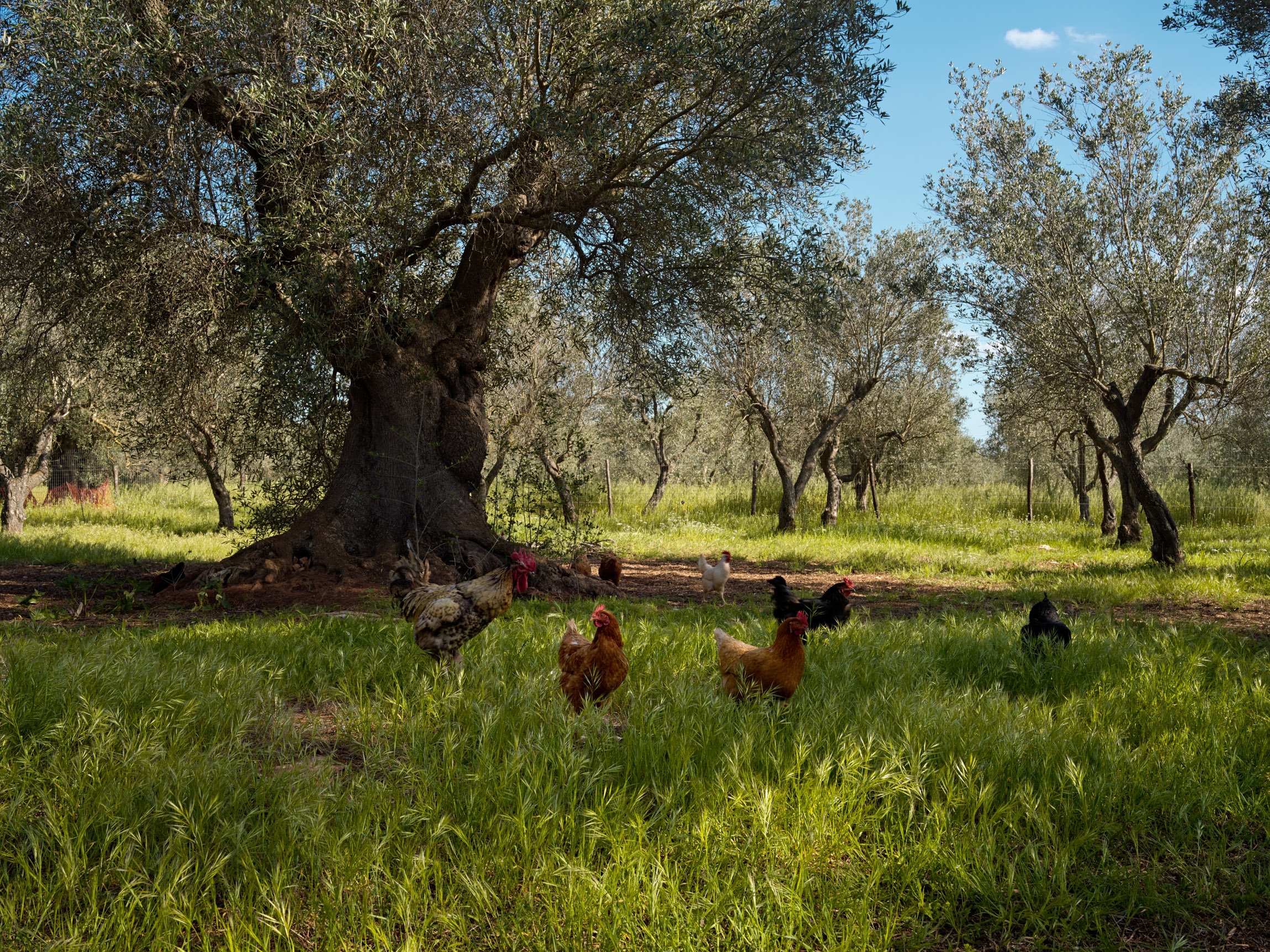 regenerative agriculture, regeneratieve landbouw, Italië Italy