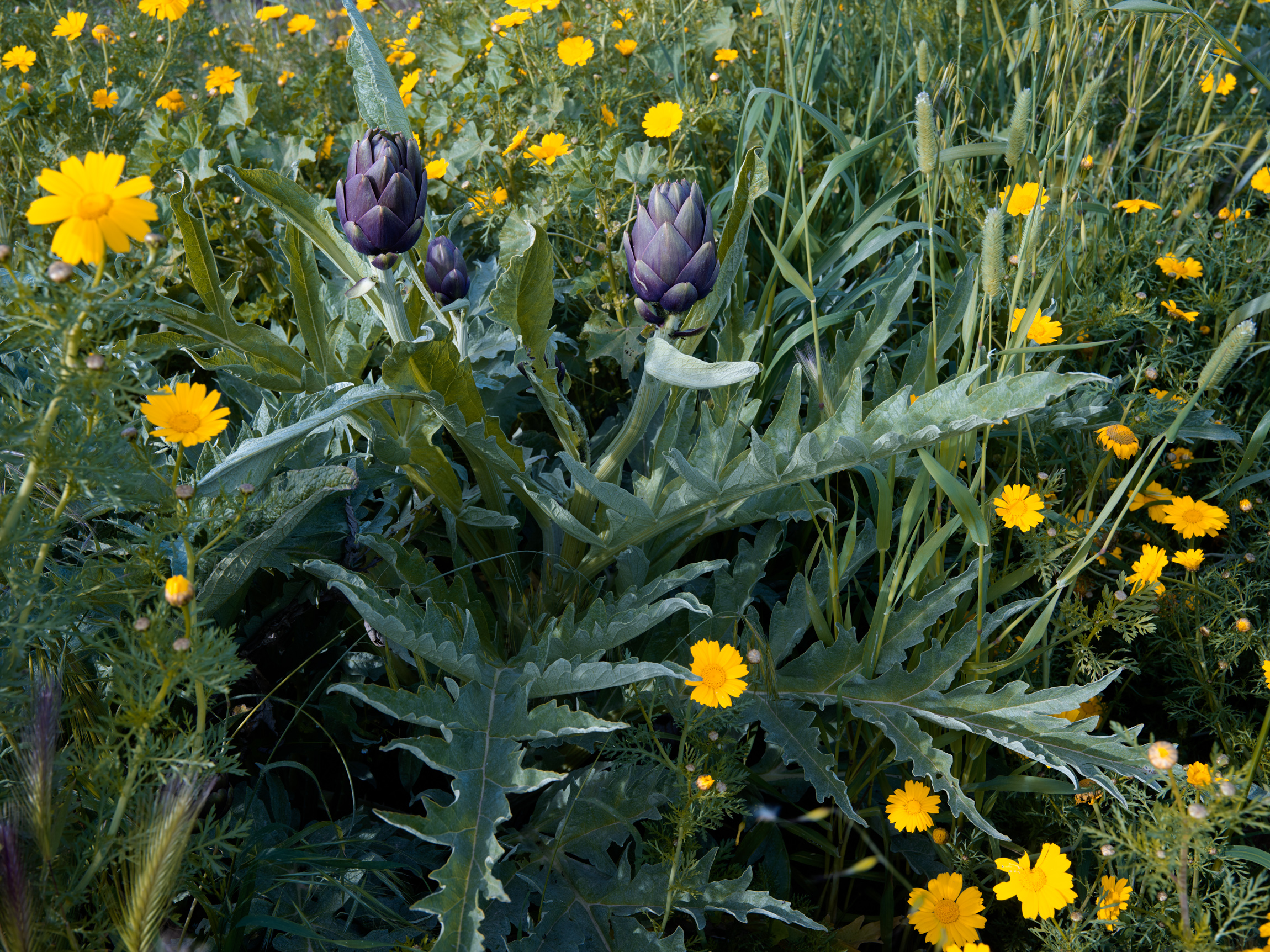 Artichoke and biodiversity Italy family farm
