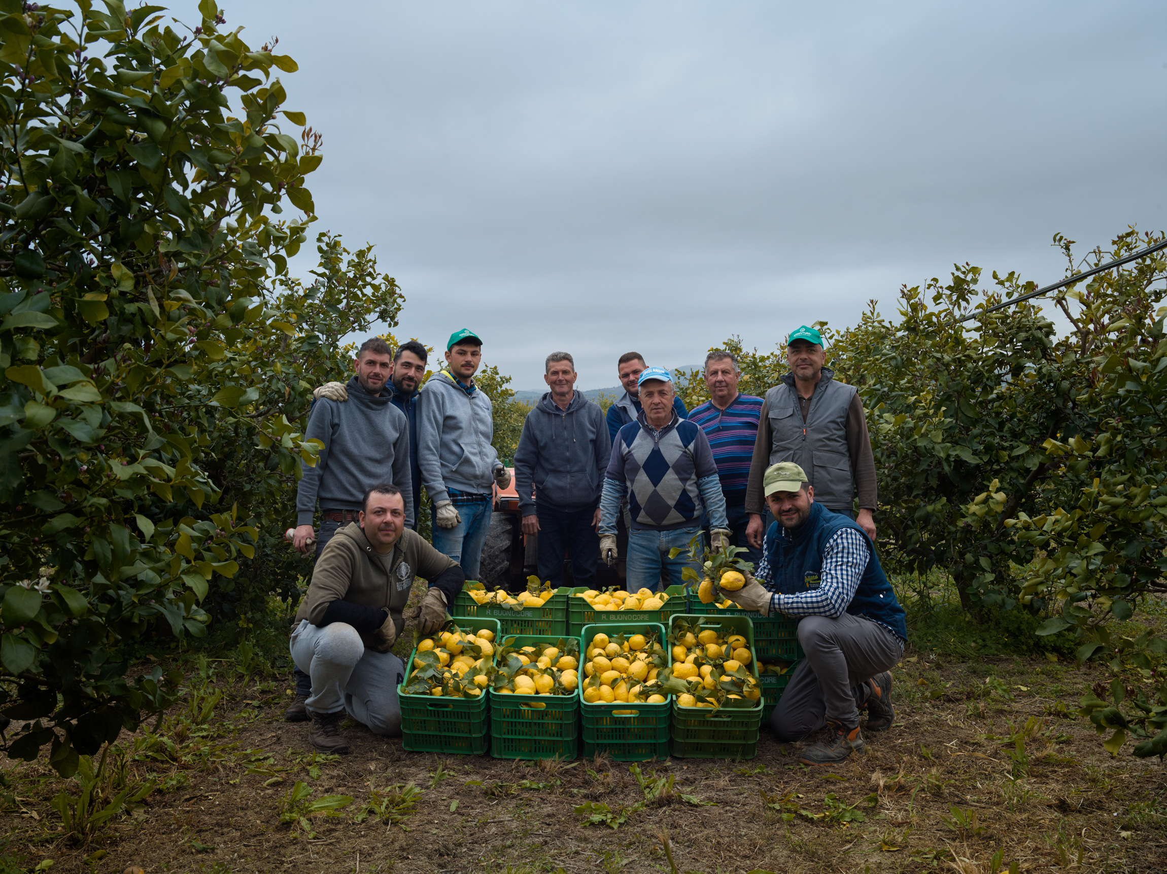 harvest lemons organic agriculture