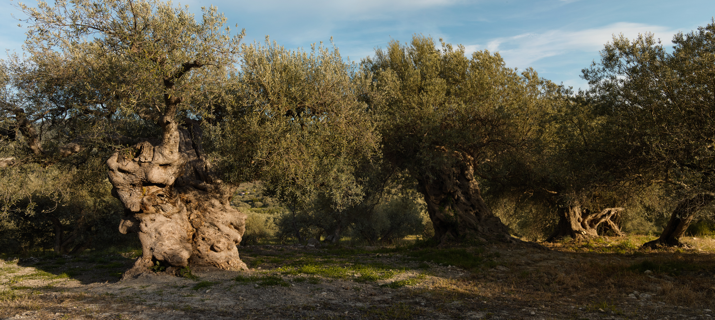 ancient olive trees sicily